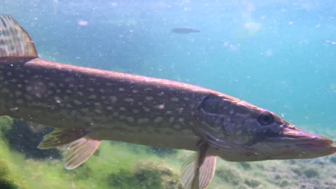 Adventurous footage of wild pike cryptically waiting in nature habitat. Stock Footage 141894894