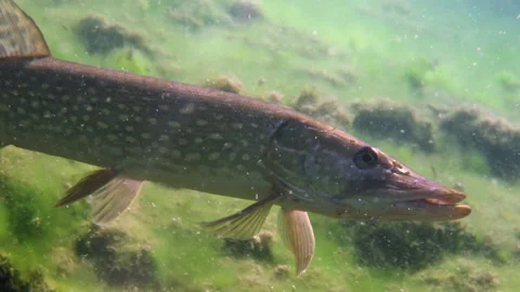 Adventurous footage of wild pike cryptically waiting in nature habitat. Stock Footage 141897028