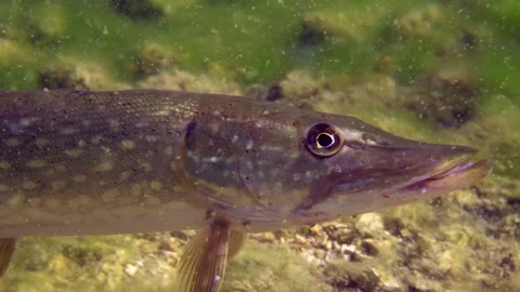 Adventurous footage of wild pike cryptically waiting in nature habitat. Stock Footage 141898572