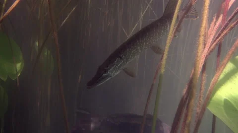 Adventurous footage of wild pike cryptically waiting in nature habitat. Stock Footage 141988311