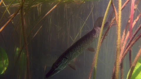 Adventurous footage of wild pike cryptically waiting in nature habitat. Stock Footage 141988349