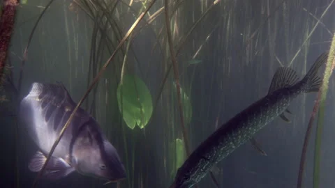 Adventurous footage of wild pike cryptically waiting in nature habitat. Stock Footage 141989078