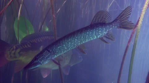 Adventurous footage of wild pike cryptically waiting in nature habitat. Stock Footage 141989924