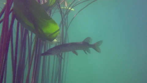 Adventurous footage of wild pike cryptically waiting in nature habitat. Stock Footage 141990626