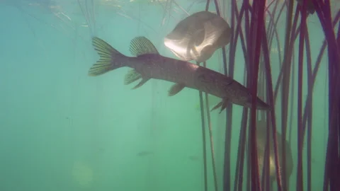 Adventurous footage of wild pike cryptically waiting in nature habitat. Stock Footage 141991210