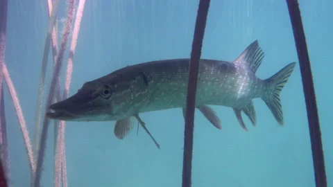 Adventurous footage of wild pike cryptically waiting in nature habitat. Stock Footage 141992485