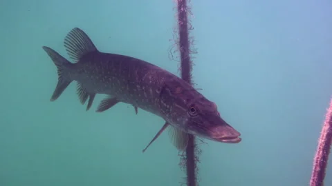 Adventurous footage of wild pike cryptically waiting in nature habitat. Stock Footage 141993654