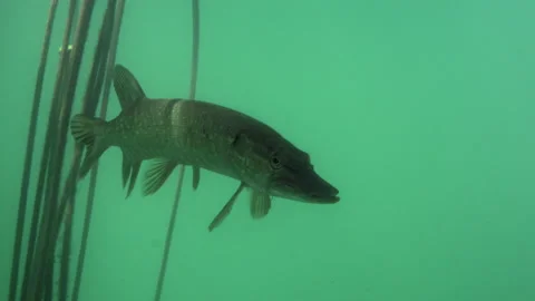 Adventurous footage of wild pike cryptically waiting in nature habitat. Stock Footage 141994031