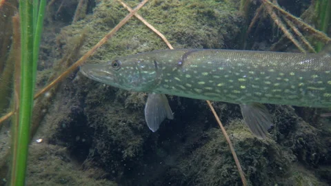 Adventurous footage of wild pike cryptically waiting in nature habitat. Stock Footage 142163194