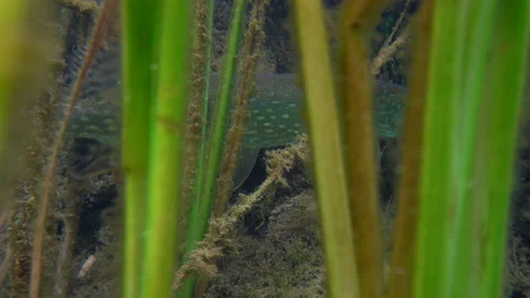 Adventurous footage of wild pike cryptically waiting in nature habitat. Stock Footage 142165126