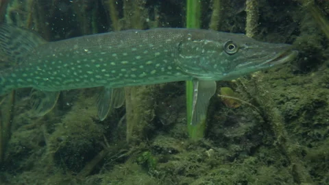 Adventurous footage of wild pike cryptically waiting in nature habitat. Stock Footage 142224868