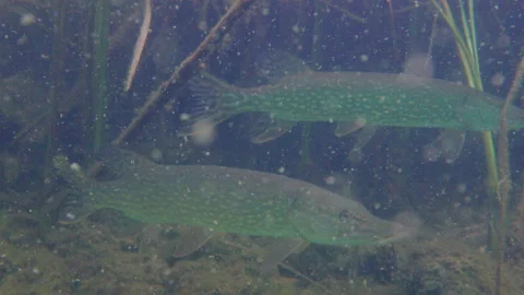 Adventurous footage of wild pike cryptically waiting in nature habitat. Stock Footage 142230713