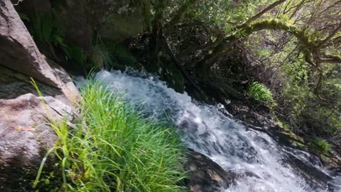 Adventurous man admiring a waterfall in a pristine forest Видео 333759356