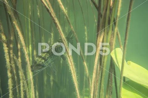 Adventurous picture of wild pike in nature habitat. Stock Photos