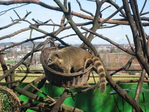 Adventurous Tiny Mammal Observations. Charming Inquisitive Mammal Amid City.. Stock Photos