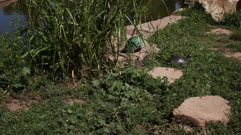 Adventurous Turtle Is on The Move Across Grass Patch Vídeos de archivo 188419859