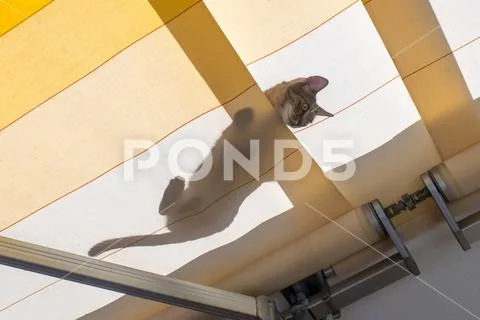 Adventurous young cat climbing on yellow awning Stock Photos