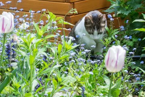 Adventurous young cat exploring a blooming garden in spring Stock Photos