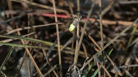 Adverse effects of light pollution, insects such as fireflies are becoming ex Stock Photos