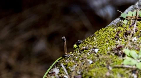 Adverse effects of light pollution, insects such as fireflies are becoming ex Stock Photos