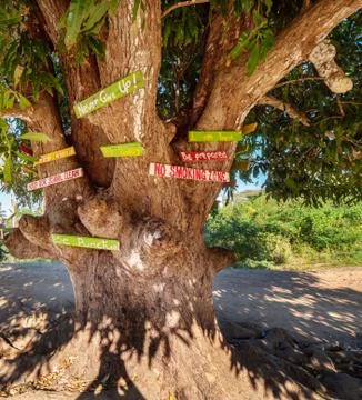 Advice signs in a tree Stock Photos