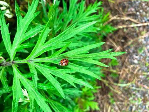 ?adybug on a leaf in nature Stock Photos
