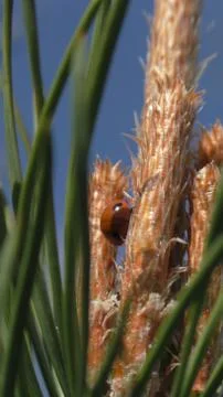 Adybug on pine Stock Photos
