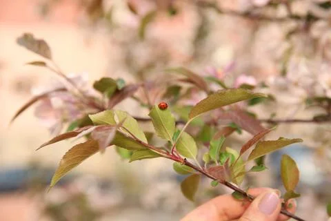 Adybug sits on a new spring leaf of a pink Apple tree, a branch is held by a  Stock Photos