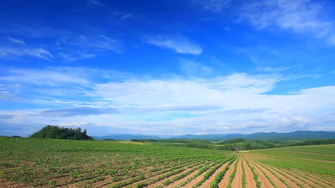 Adzuki Field and Tractor Vídeo Stock 330448735