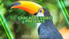 AE template TRAVELING TO BRAZIL Stock After Effects