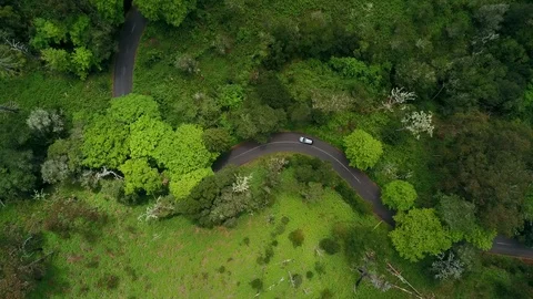 Aearial view car driving in a forest road birds eye view green Stock Footage 103323267