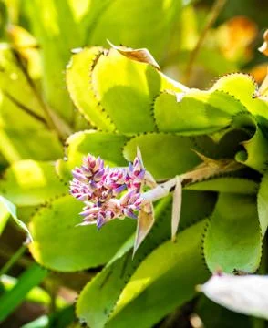 Aechmea Blue rain Stock Photos