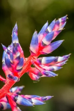 Aechmea Blue rain Stock Photos