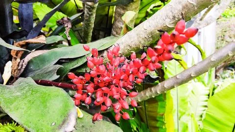 Aechmea bracteata Stock Photos