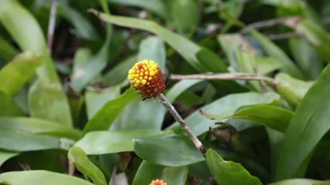 Aechmea comata 4K Stock Footage 263538823