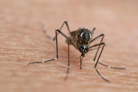 Aedes aegypti Mosquito. Close up a Mosquito sucking human blood, Stock Photos