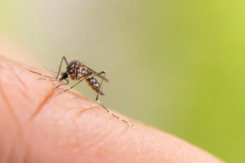 Aedes aegypti or yellow fever mosquito sucking blood on skin, Stock Photos