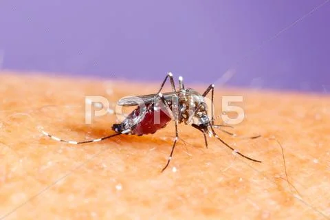 Aedes albopictus mosquito ~ High Resolution #61741398