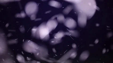 Aedes flying insects swarming around. Stock Footage 82588198