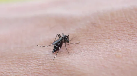 Aedes mosquito Stock Footage 32325726