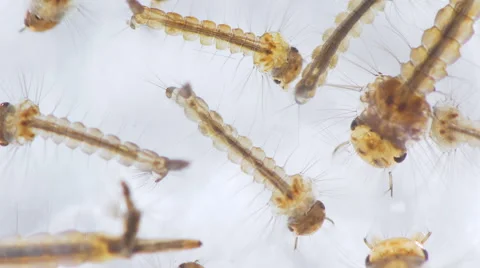 Aedes Mosquito Larvae 15x Magnification 4k Stock Footage 66928040