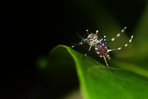 Aedes Mosquito Foto stock