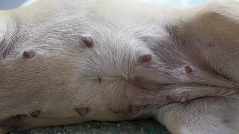 Aedes or Pointy Mosquito Bites On Dogs Belly. Stockbeeldmateriaal 248487812