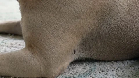 Aedes or Pointy Mosquito Bites On Dogs leg. 動画素材 248487876