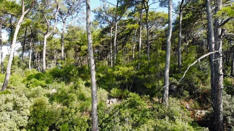 Aegean Coastal Pine Forests in the Spring (Drone Shot) Stock Footage 114083685