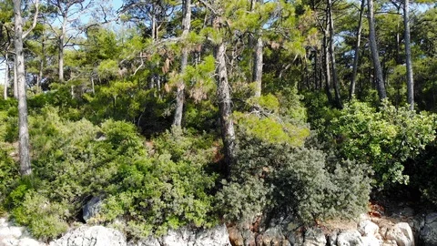 Aegean Coastal Pine Forests in the Spring (Drone Shot) Stock Footage 114085181