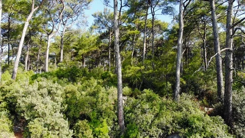 Aegean Coastal Pine Forests in the Spring (Drone Shot) Stock Footage 114086034