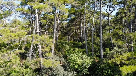 Aegean Coastal Pine Forests in the Spring (Drone Shot) Stock Footage 114087672