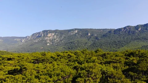 Aegean Coastal Pine Forests in the Spring (Drone Shot) Stockbeeldmateriaal 114088432