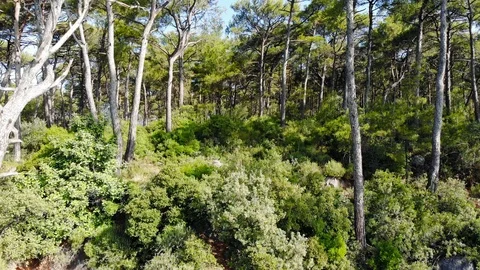 Aegean Coastal Pine Forests in the Spring (Drone Shot) Stock Footage 114088738